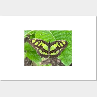 Green Butterfly on Green Leaf Posters and Art